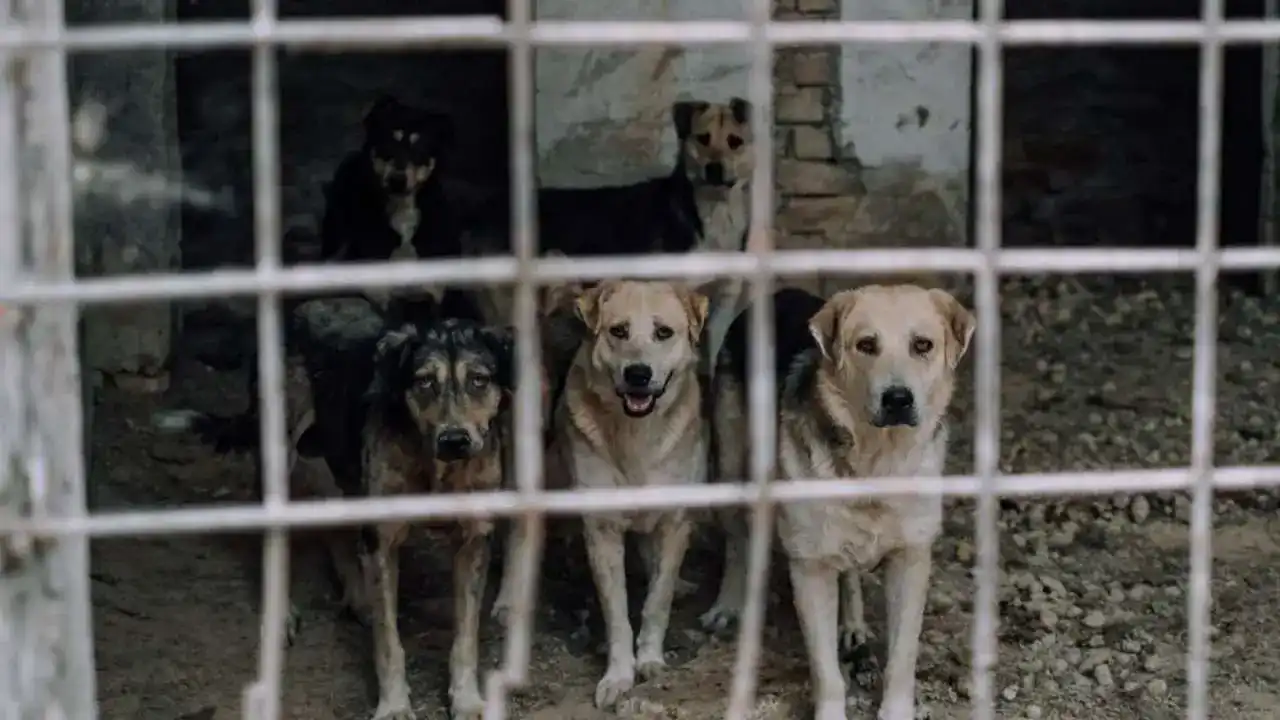 Приют ZooHome отстоял землю, но получил новый срочный вызов