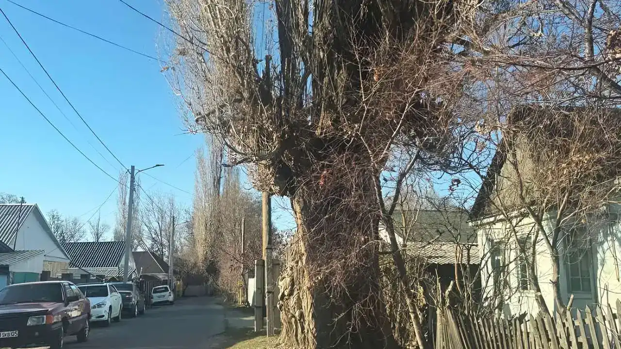 В Талдыкоргане одно признанное аварийным дерево не могут спилить уже 8 лет