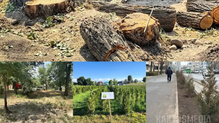 В Бишкеке мэрия сажает деревья, но часть саженцев снова гибнет