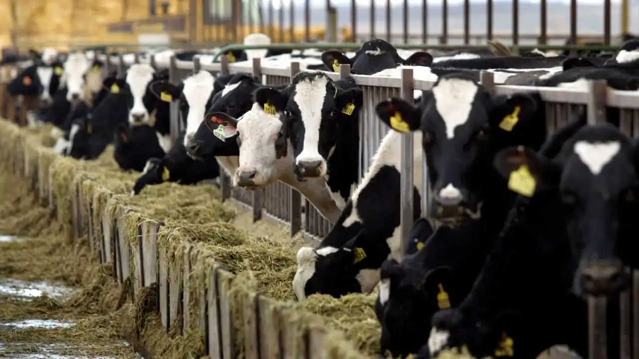 Учёные в Канаде показали: жирные молочные продукты не вредят весу